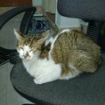 Smokey's bed on the computer chair