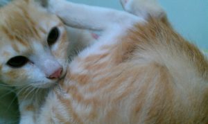 Hoshi - My Ginger American Shorthair cat in Vietnam