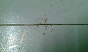 Ants everywhere