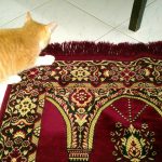 Hoshi on prayer rug