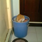 Hoshi, my American shorthair cat in laundry basket