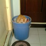 Hoshi, my American shorthair cat in laundry basket