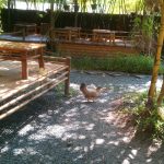 Chickens and baby chicks at Lang Coffeeshop - GoVap District