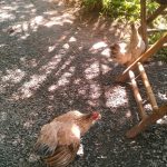 Chickens and baby chicks at Lang Coffeeshop - GoVap District