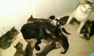 Saigon Kittens for Adoption