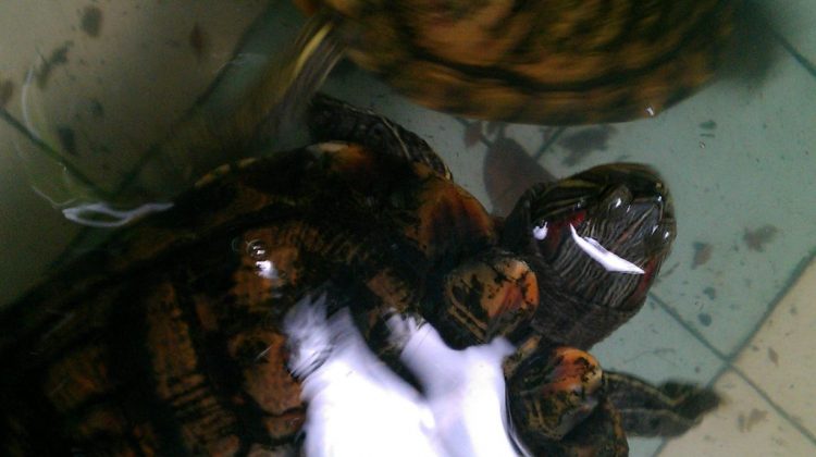 Coffee shop turtles