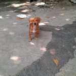 Weiner dog in Saigon